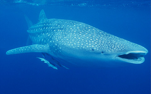 whale shark images. Whale Sharks in Belize