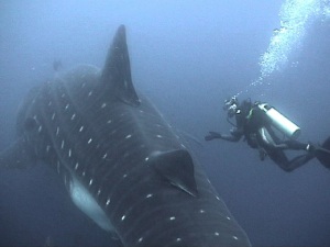 whale sharks in belize